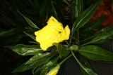 Oenothera macrocarpa RCP10-11 364.JPG